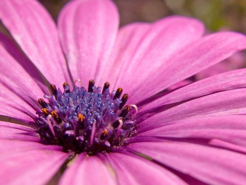 MSwanson - Flower 14.jpg (259 KB)